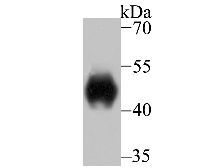 LRG1 Antibody