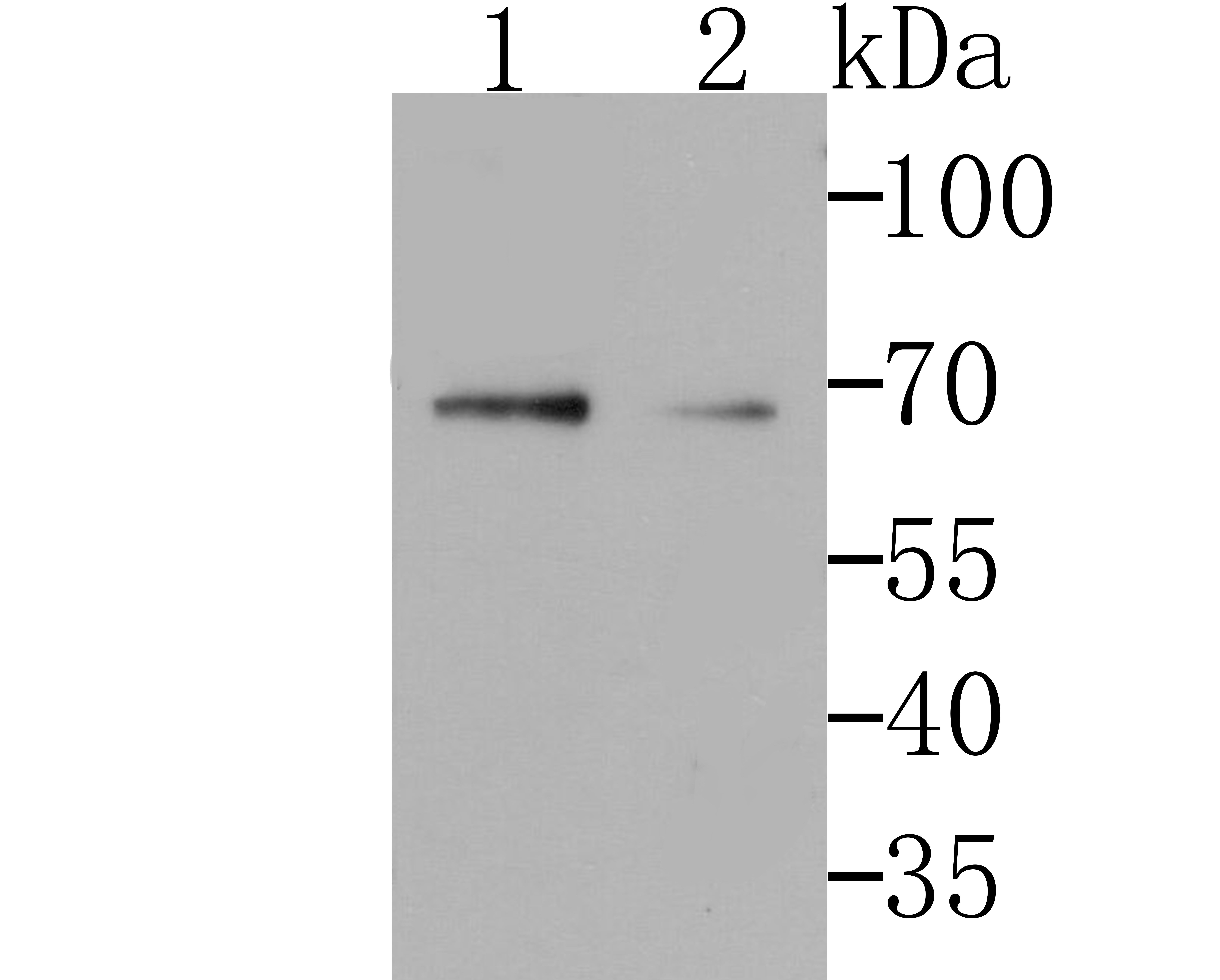 GRASP65 Antibody