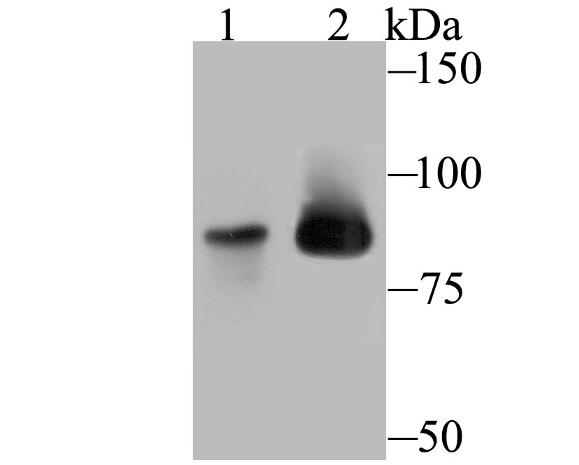 MCM5 Antibody