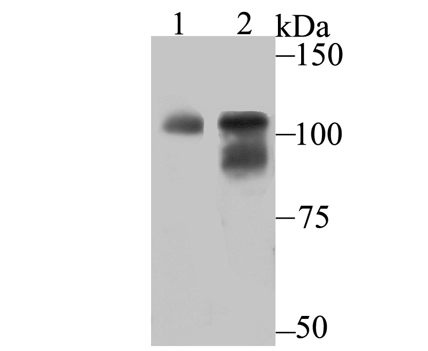 OGT Antibody