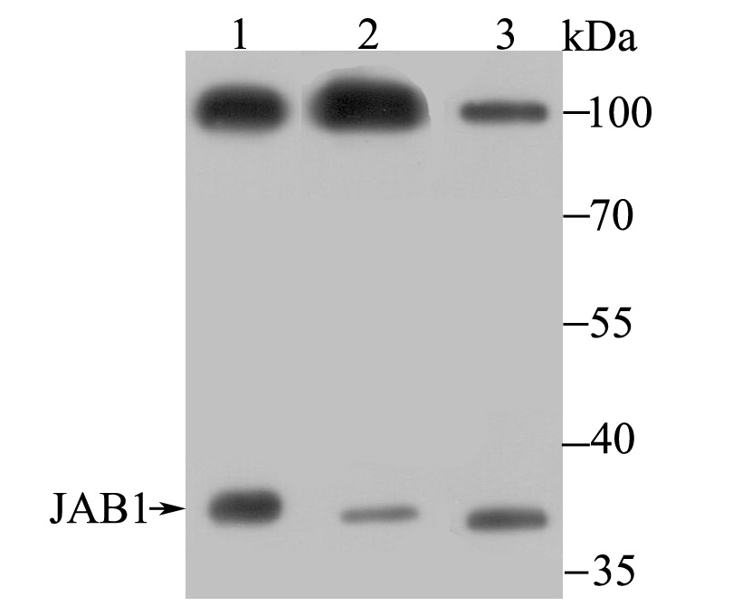 JAB1 Antibody