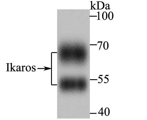 Ikaros Antibody