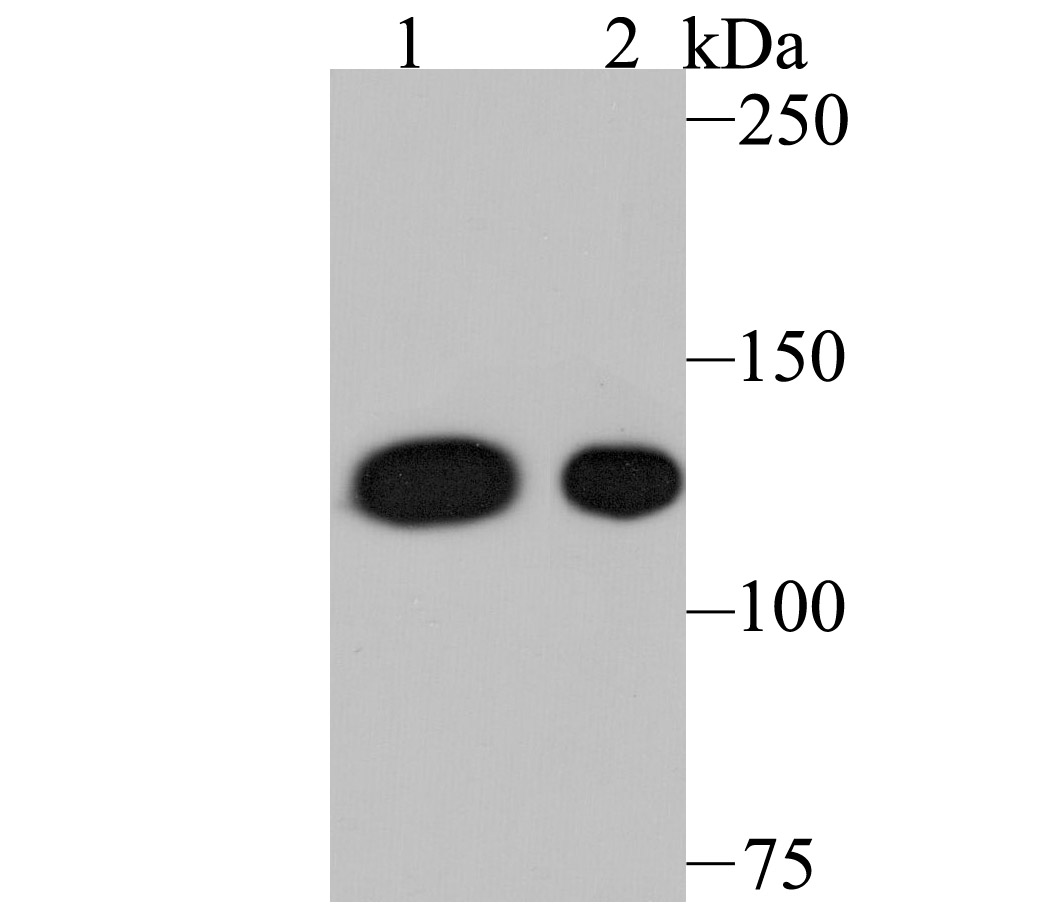 Nesprin 1 Antibody