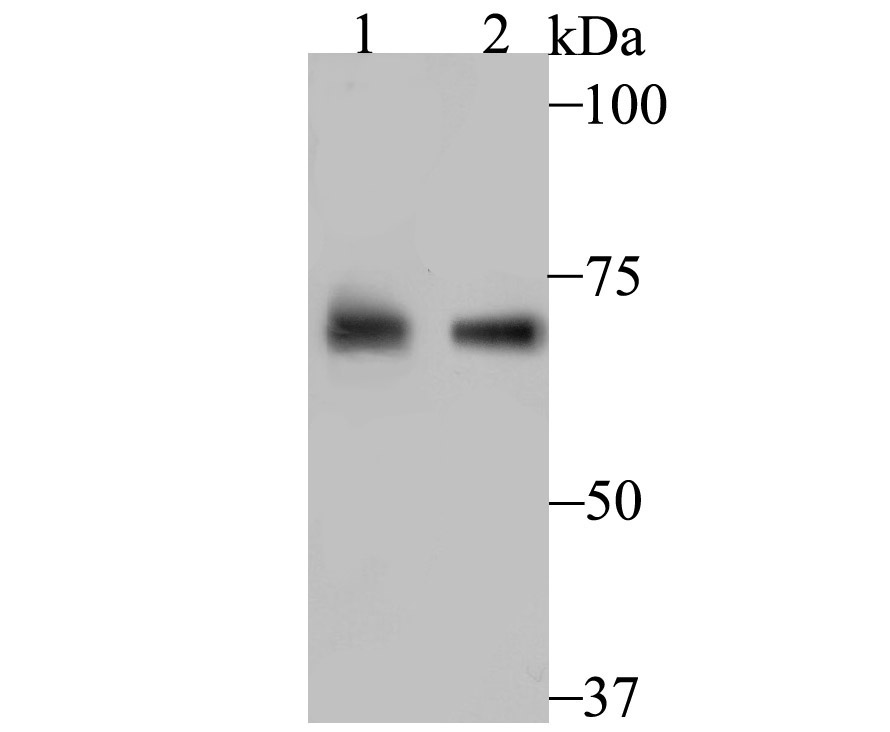 PCK2 Antibody