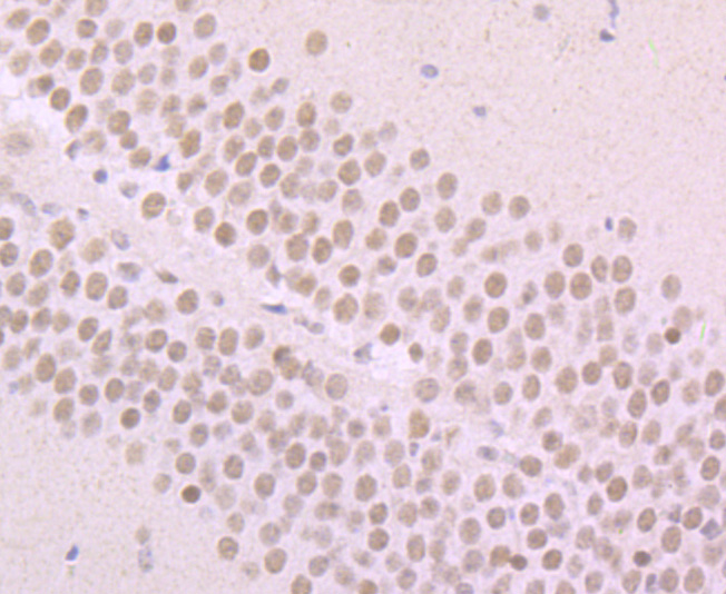 Alpha Synuclein Antibody
