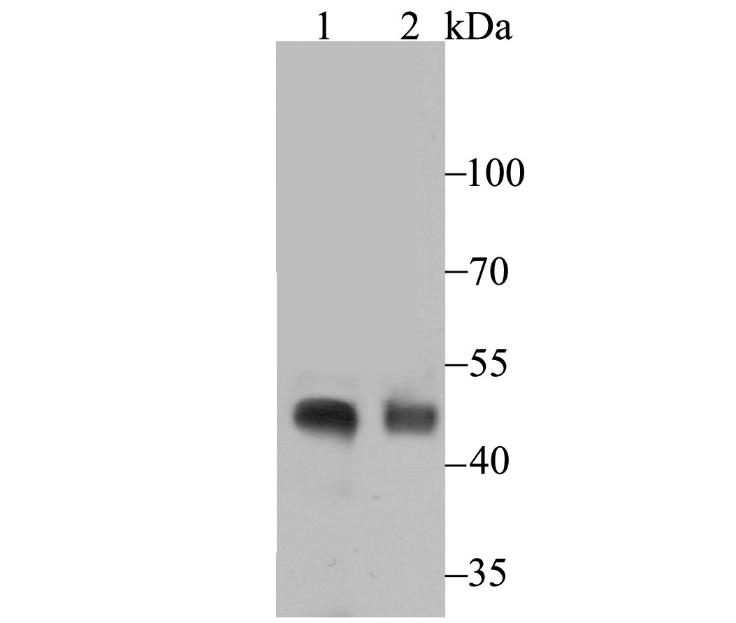 NPHS2 Antibody