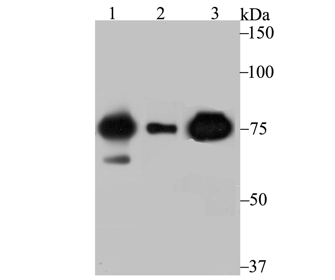 Cytochrome P450 Reductase Antibody