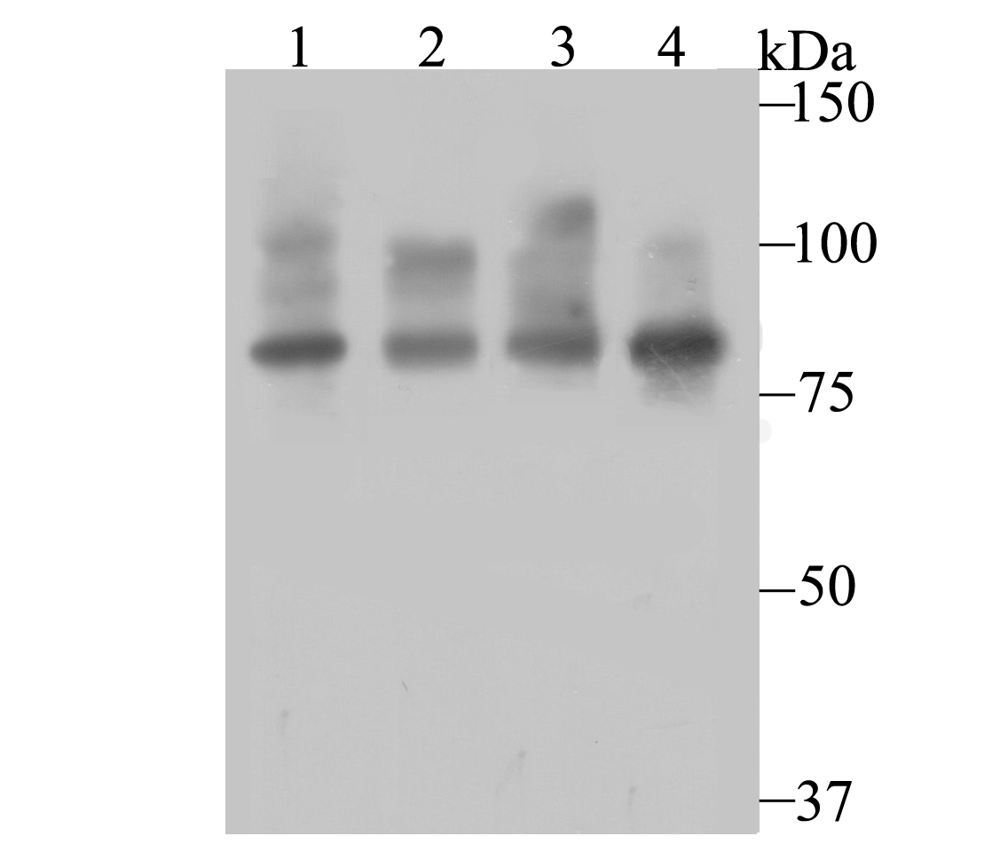 Furin Antibody