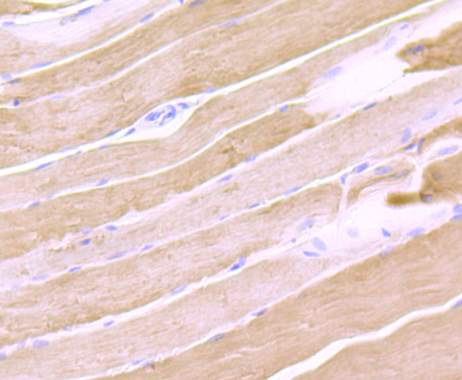Calsequestrin 1 Antibody