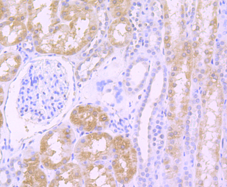 TGF alpha Antibody