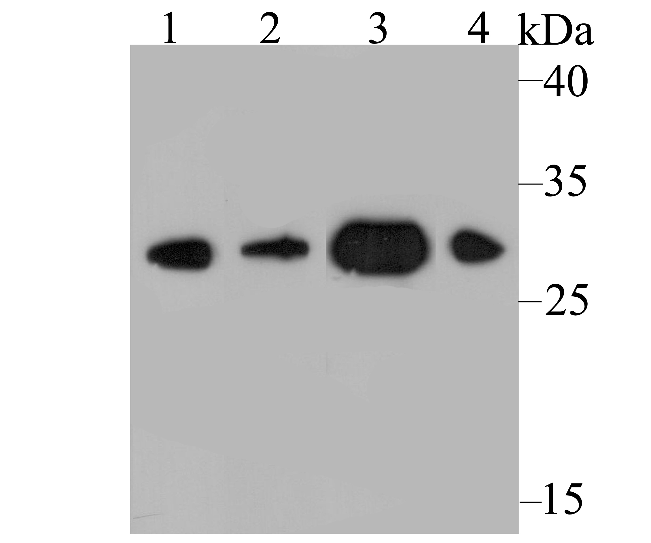 DDAH2 Antibody