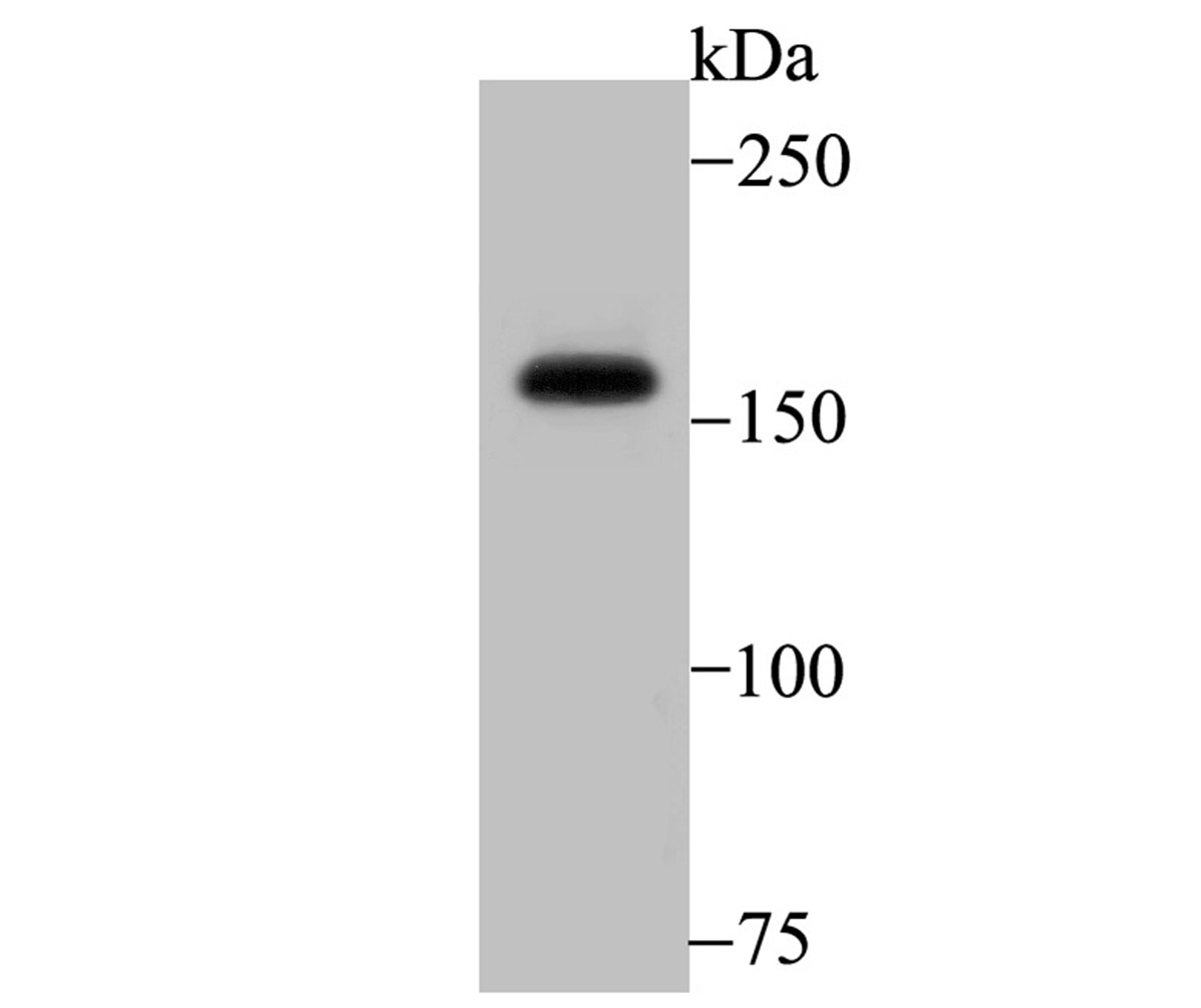 SRC1 Antibody
