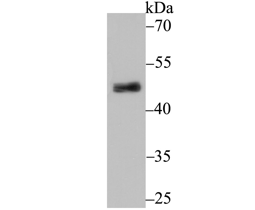 PDK2 Antibody