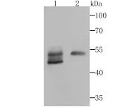 Biglycan Antibody