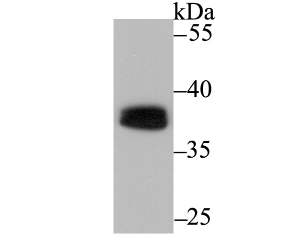 PU.1/Spi1 Antibody