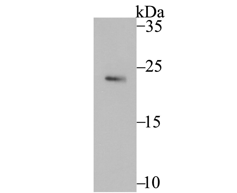 Securin Antibody