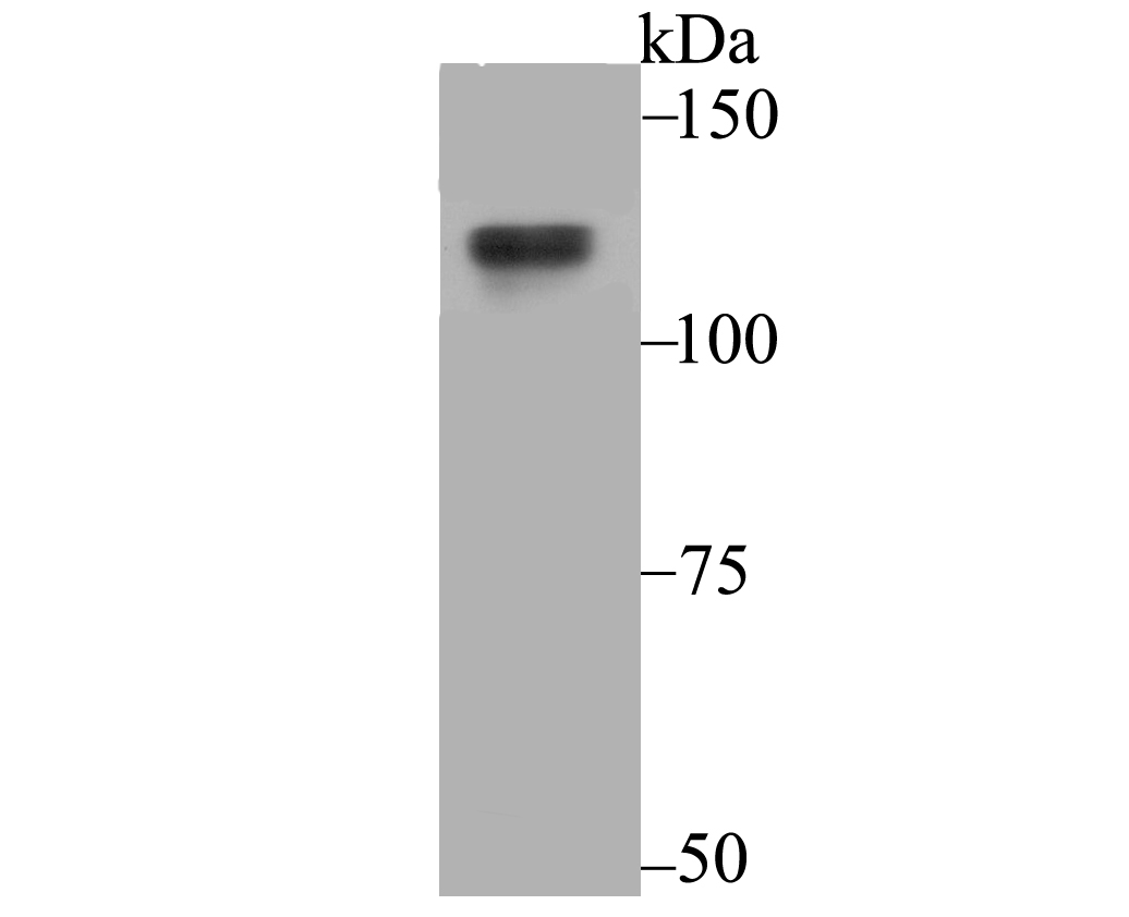 USP7 Antibody