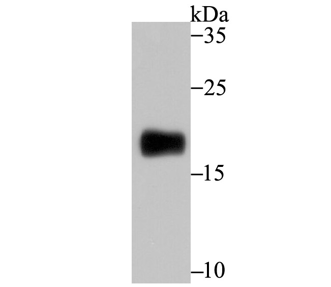 CD3G Antibody