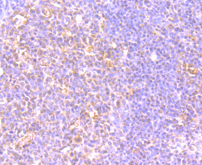 LY75 Antibody