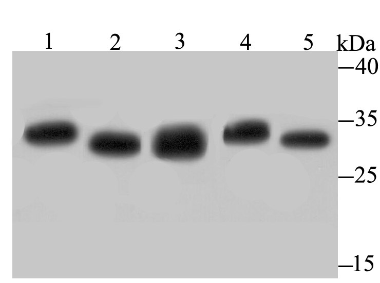 Proteasome 20S C2 Antibody