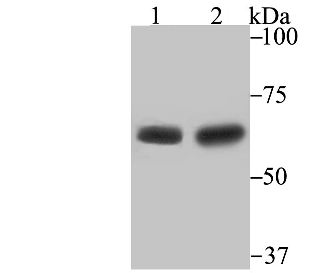 STIP1 Antibody