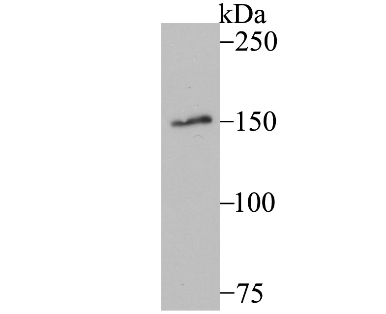 MYBBP1A Antibody