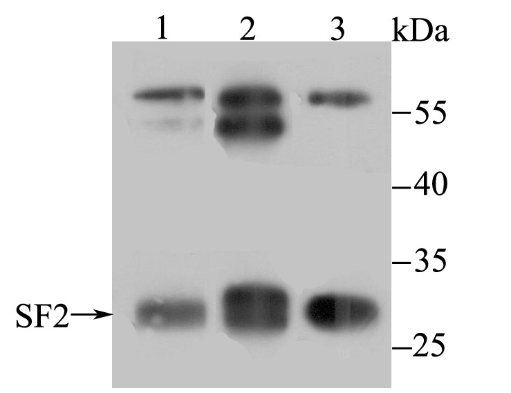 SF2 Antibody