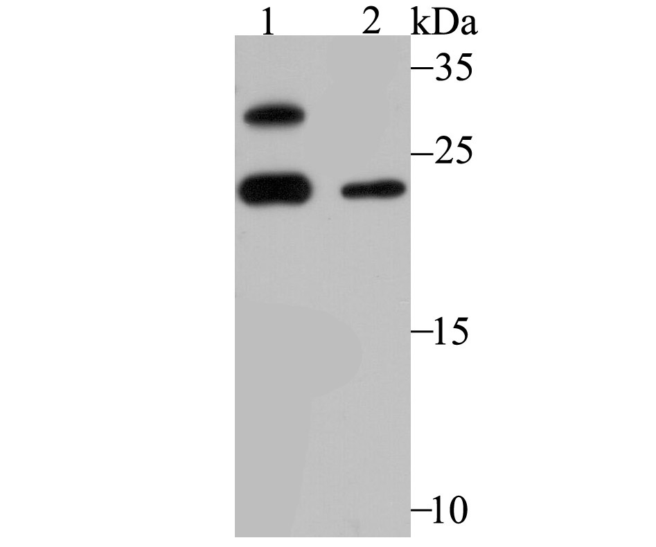 GST3 Antibody