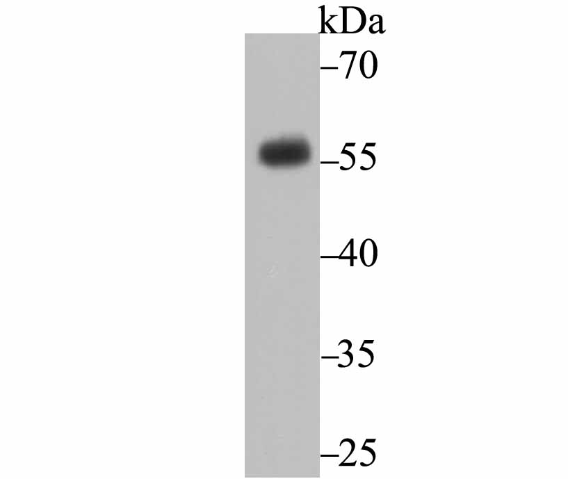 CD27 Antibody