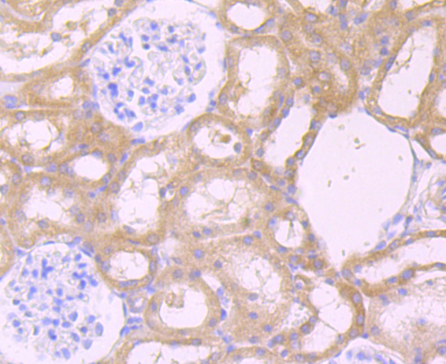 CXCR5 Antibody