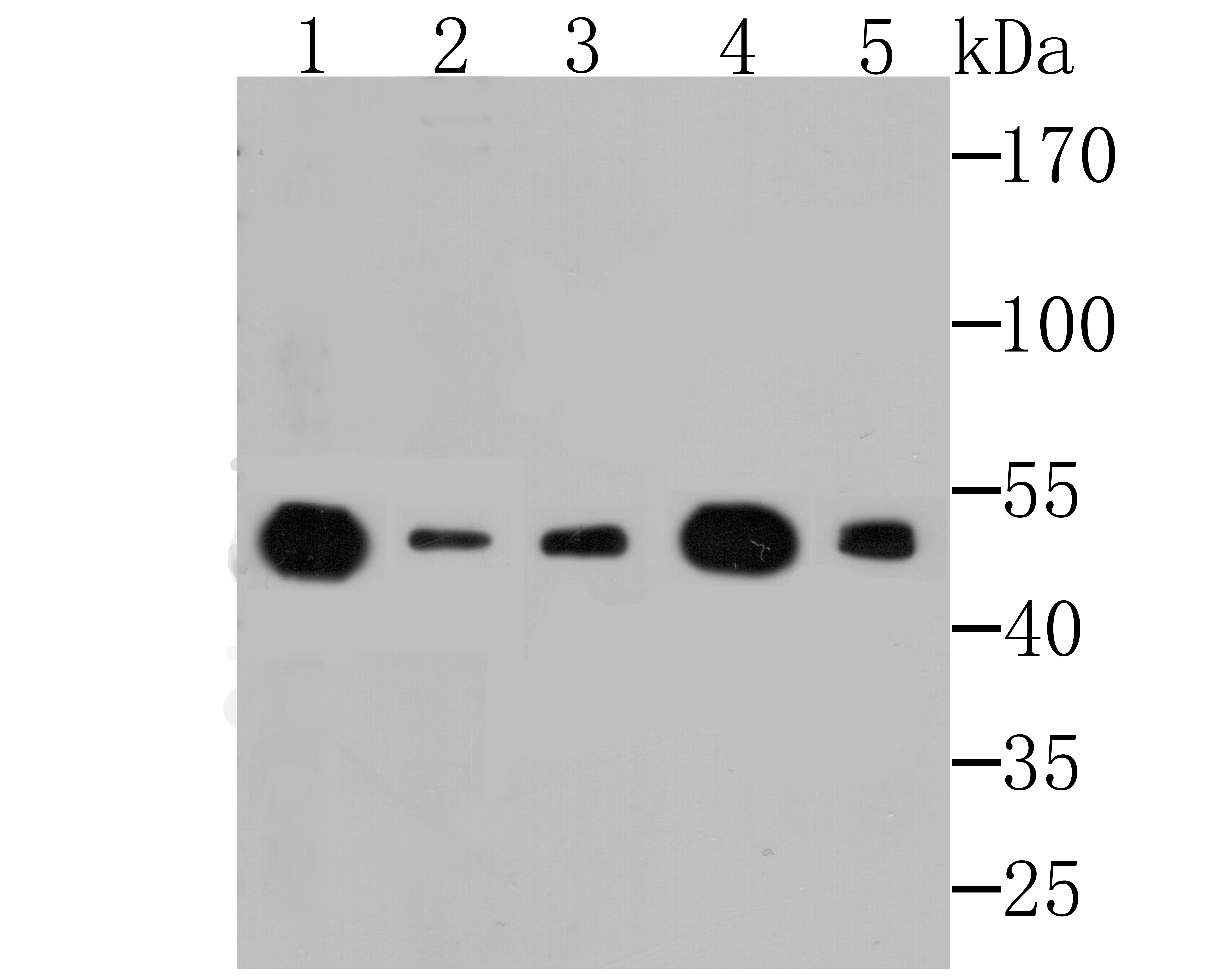 eEF1A1 Antibody