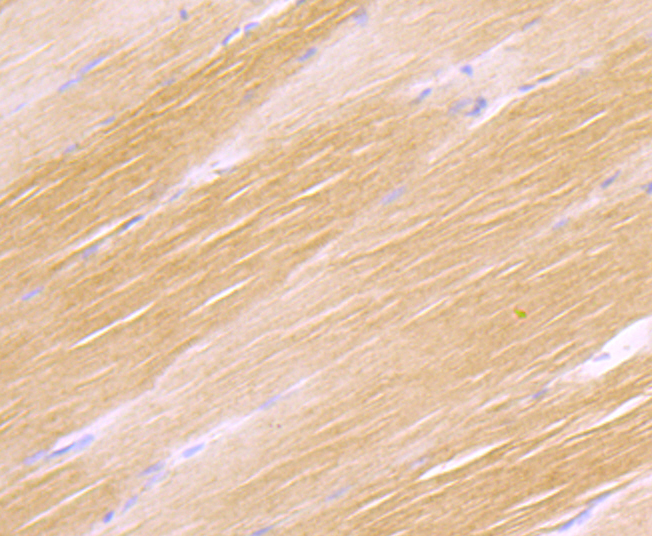 H Cadherin Antibody