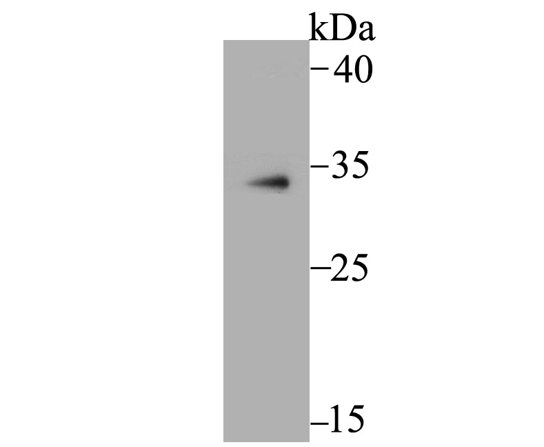 MBD3 Antibody