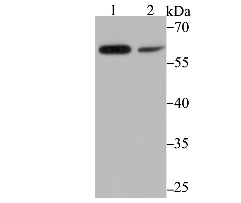 PAK2 Antibody