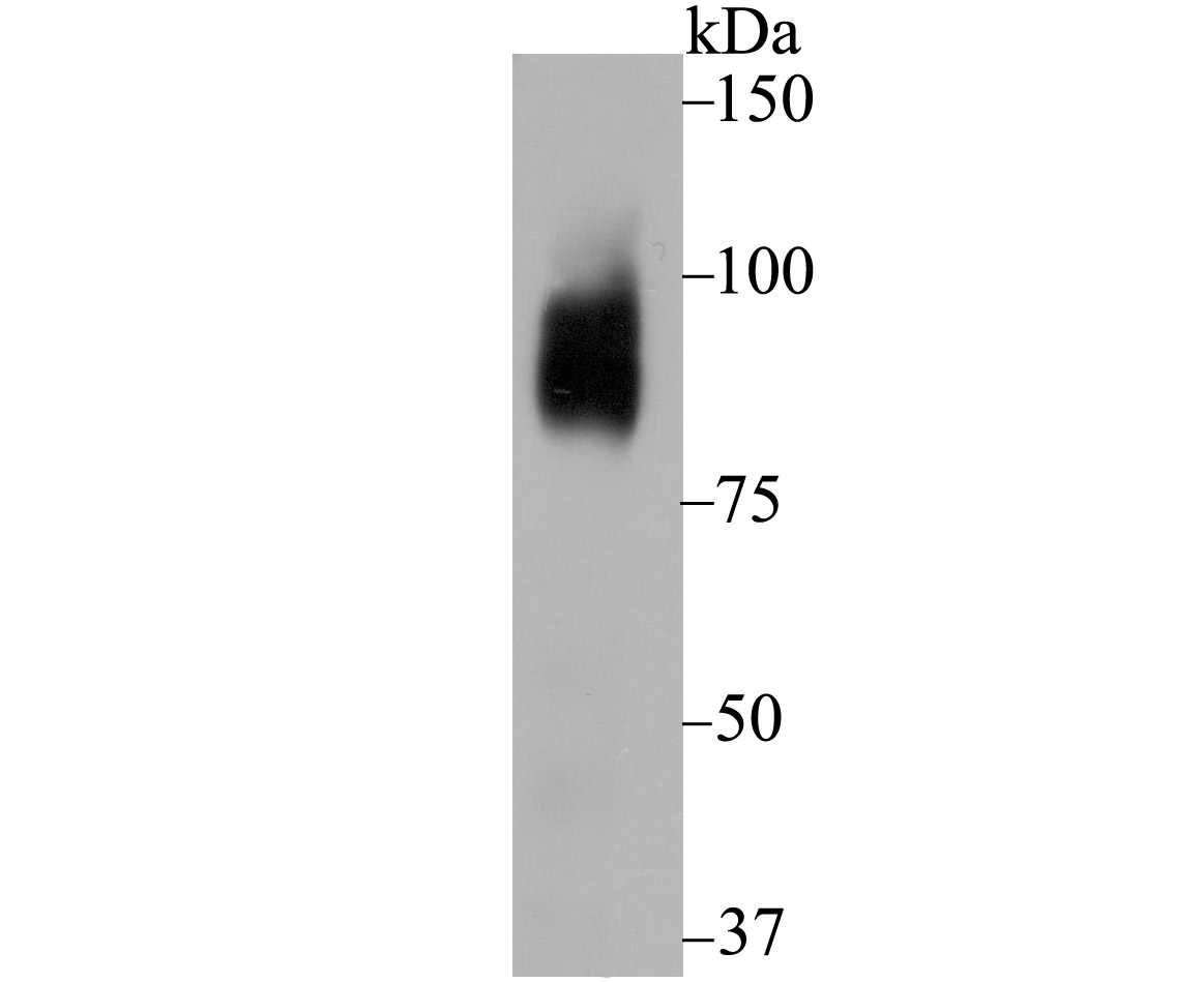 Bcl-6 Antibody