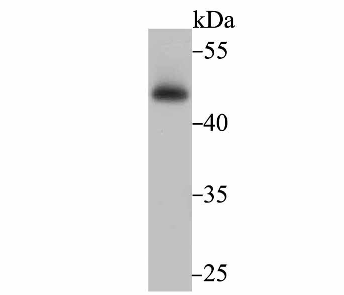 Flotillin 1 Antibody