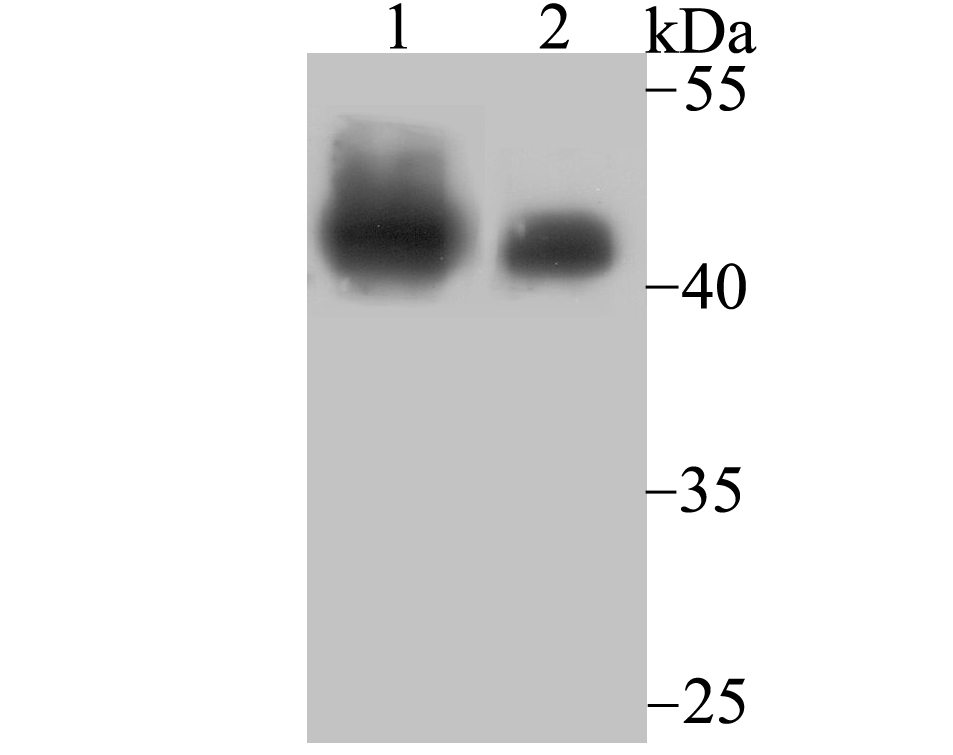 SNF5 Antibody