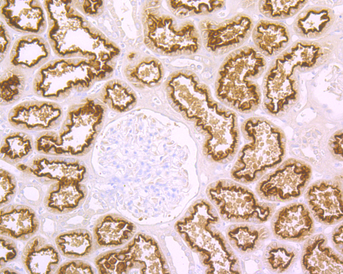 Cubilin Antibody