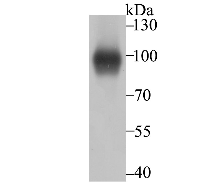 Thrombomodulin Antibody