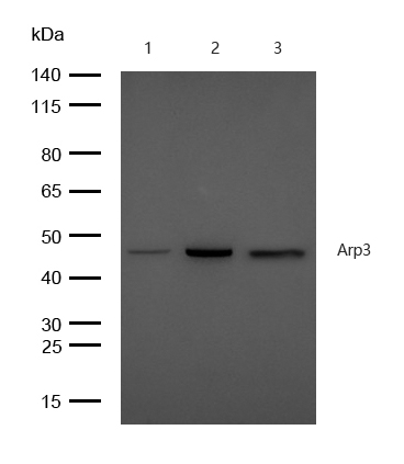 Arp3 Antibody