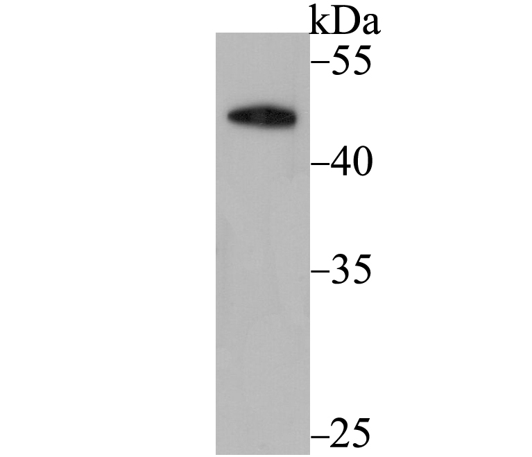 DEK Antibody