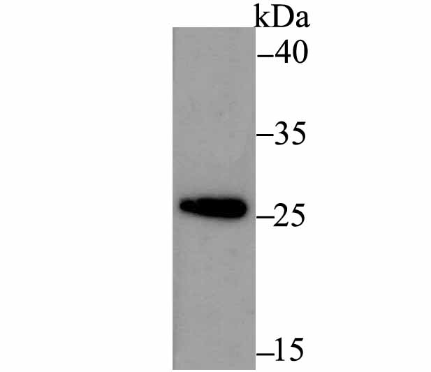 ERp29 Antibody
