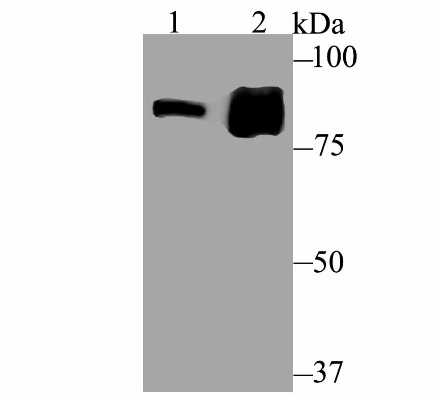 Gephyrin Antibody