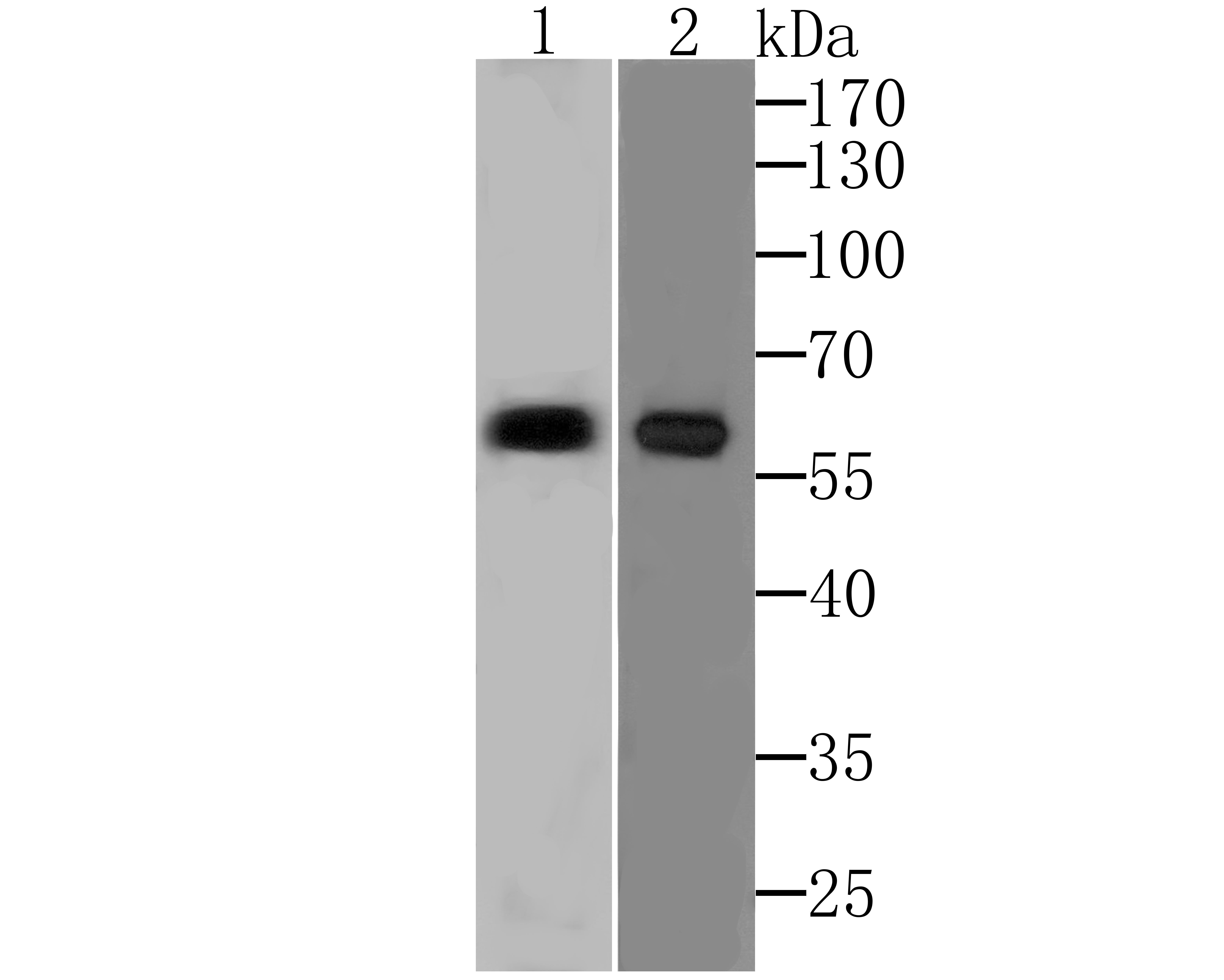 PARP2 Antibody