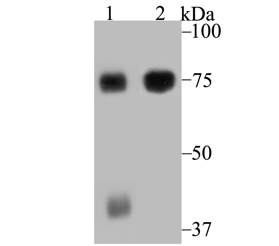 ELMO1 Antibody