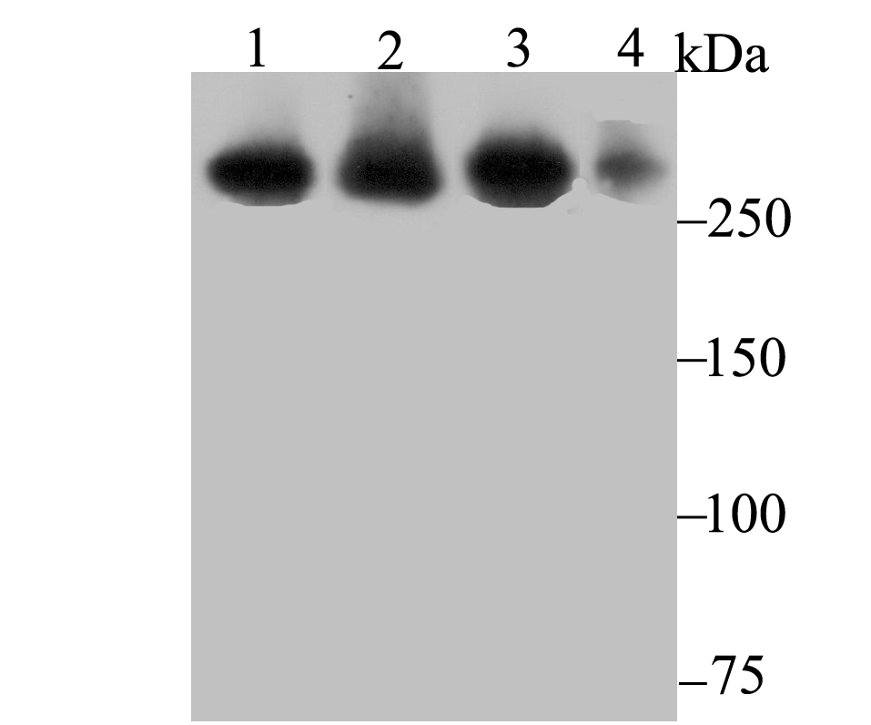 USP9x Antibody