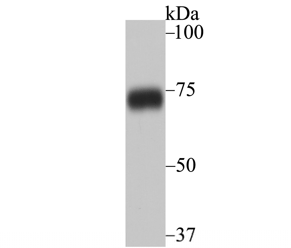 hnRNP Q Antibody