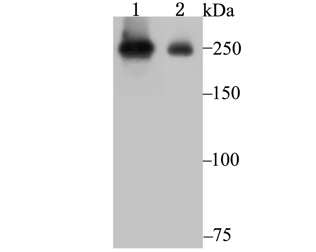 PRPF8 Antibody