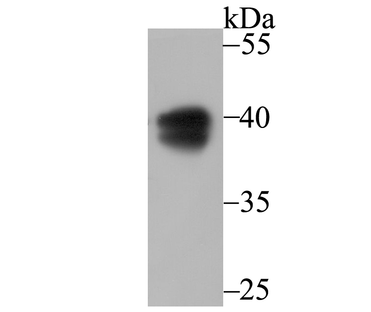 PON2 Antibody