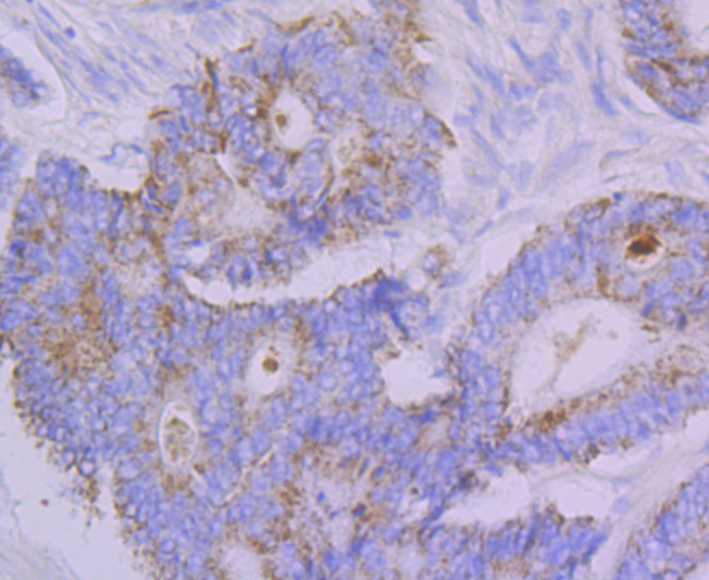 Emi1 Antibody